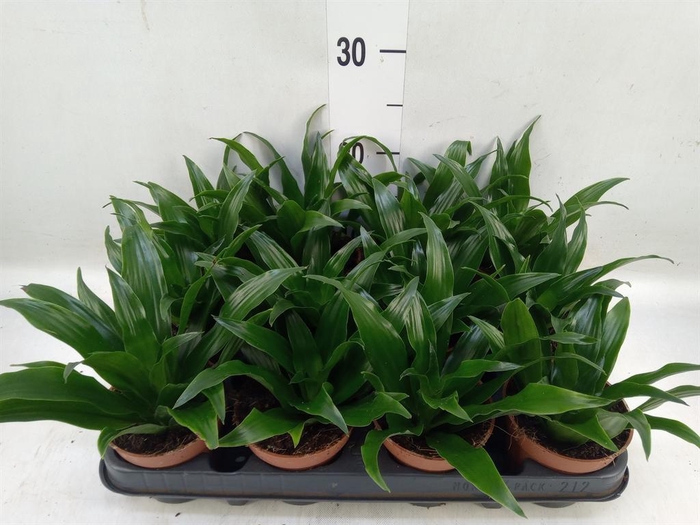 <h4>Dracaena frag. 'Compacta'</h4>