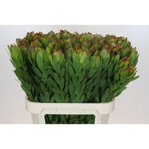 Leucadendron Goldstrike