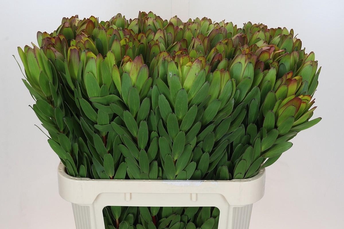 <h4>Leucadendron Goldstrike</h4>