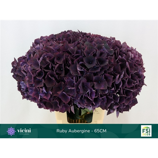 <h4>Hydr Ruby Aubergine 65 cm Vicini</h4>