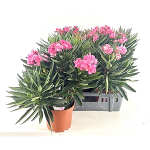 NERI OLEANDER