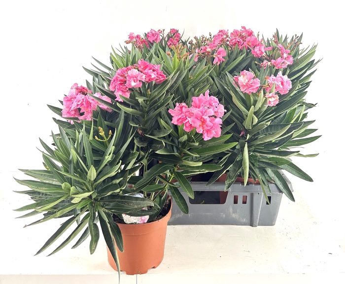 <h4>NERI OLEANDER</h4>