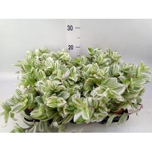 Tradescantia   ...