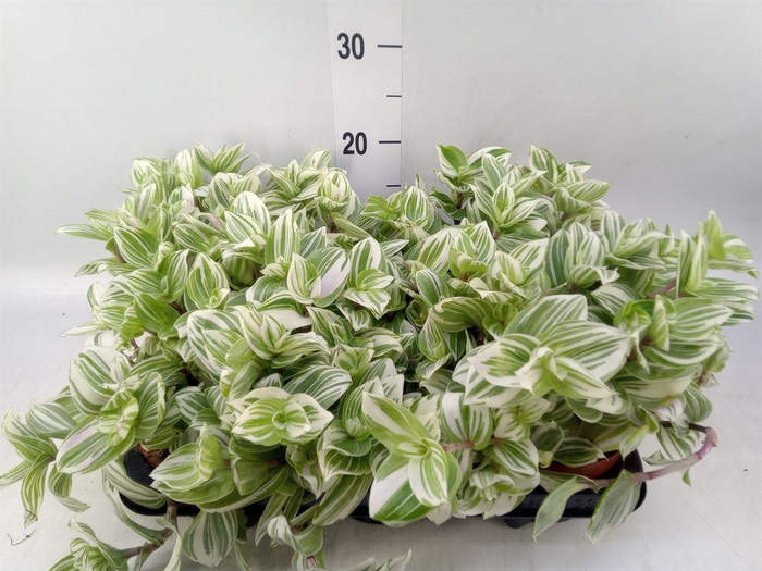 <h4>Tradescantia   ...</h4>