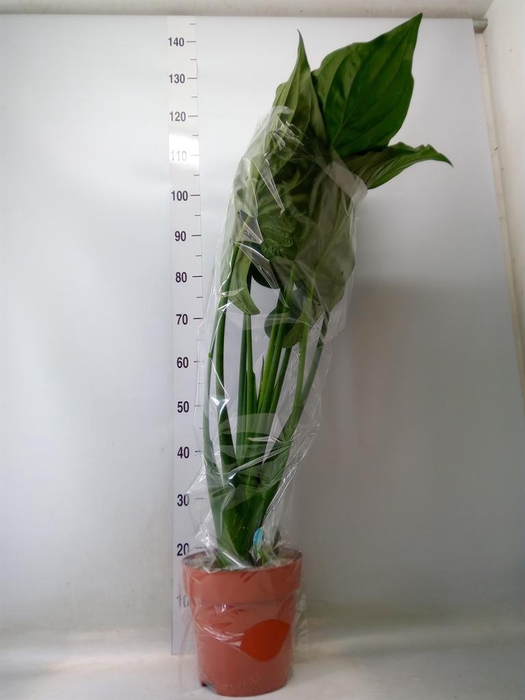 <h4>Alocasia cucullata</h4>