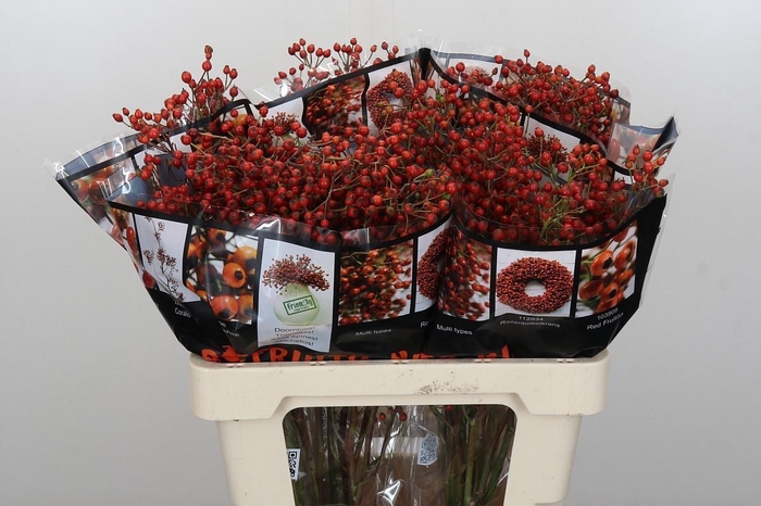 <h4>ROSA ROSEFR ELITE</h4>