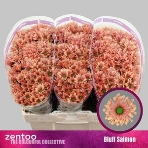 CHRYSANTHEMUM SA 'BLUFF SALMON'