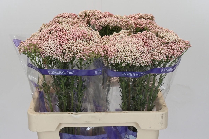 <h4>Ozothamnus Cooks Tall Pink</h4>