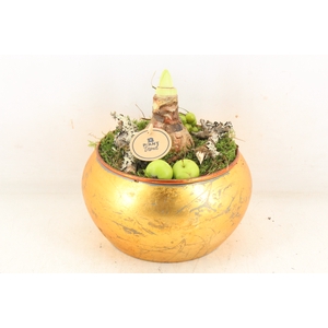 arr4 Amaryllis PL - Bolpot goud 402/2