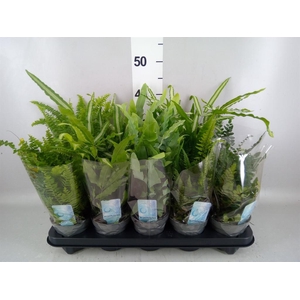 Ferns   ...mix