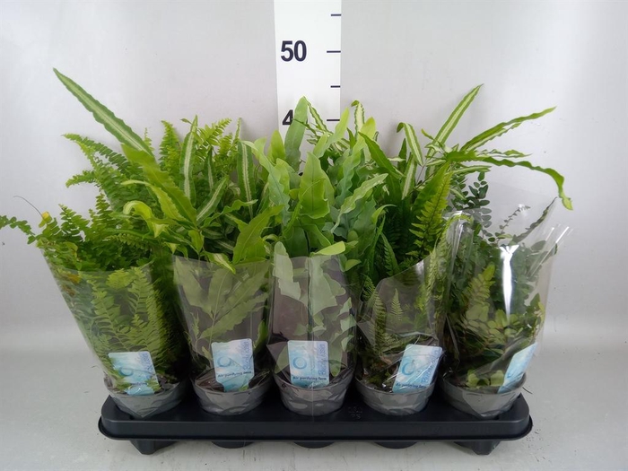 <h4>Ferns   ...mix</h4>