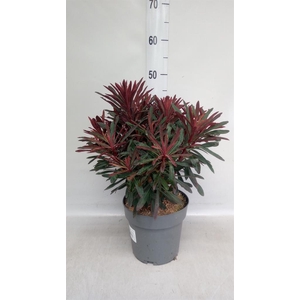 Euphorbia martinii