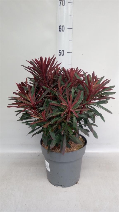 <h4>Euphorbia martinii</h4>