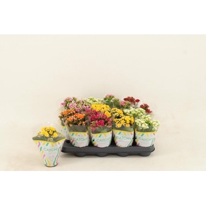 Kalanchoe Double Mix