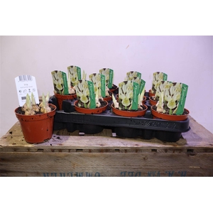 arr8 Iris Katharina Gold