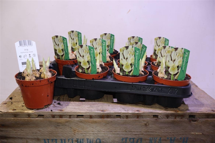 <h4>Iris Katharina Gold</h4>