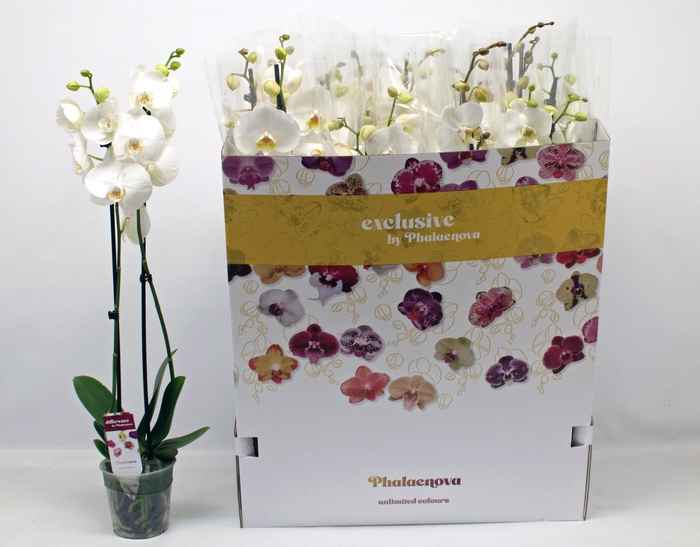 <h4>PHAL OV WIT</h4>