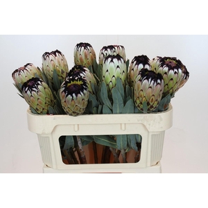 Protea Niobe