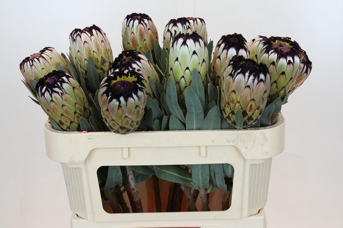 Protea Niobe
