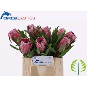 PROTEA PINK ICE