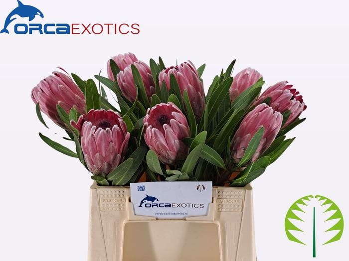 <h4>PROTEA PINK ICE</h4>