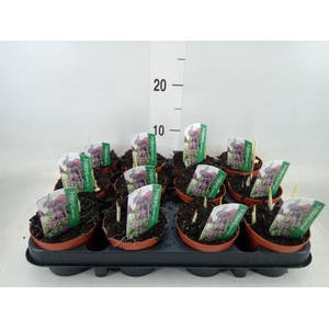 Fritillaria meleagris