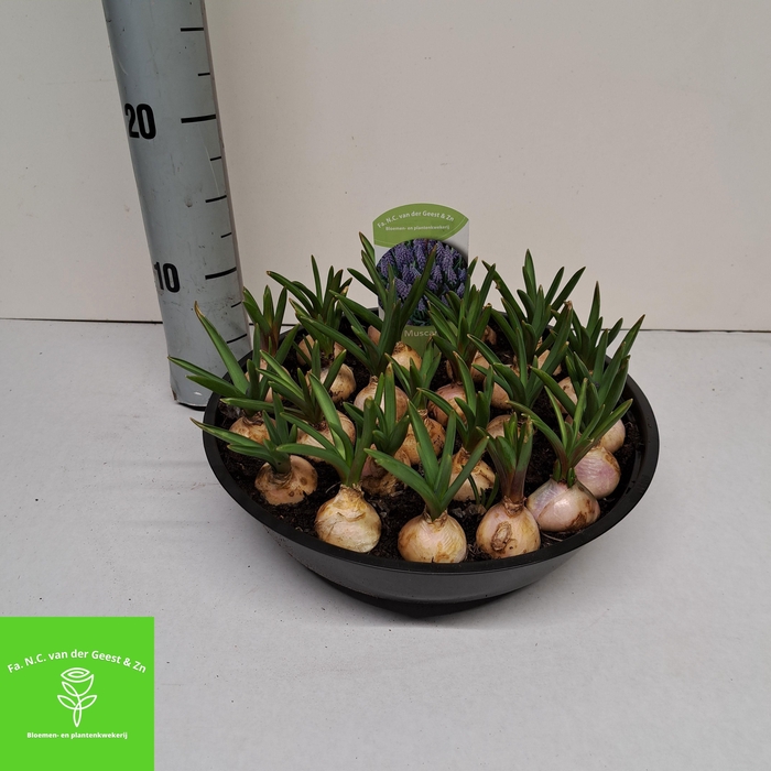 <h4>MUSCAR BIG SMILE</h4>