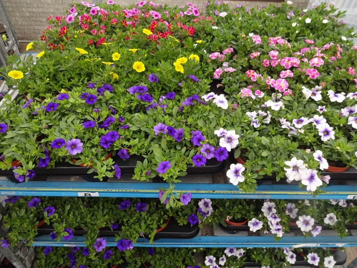 <h4>PET MINIFAMOUS MIXK</h4>