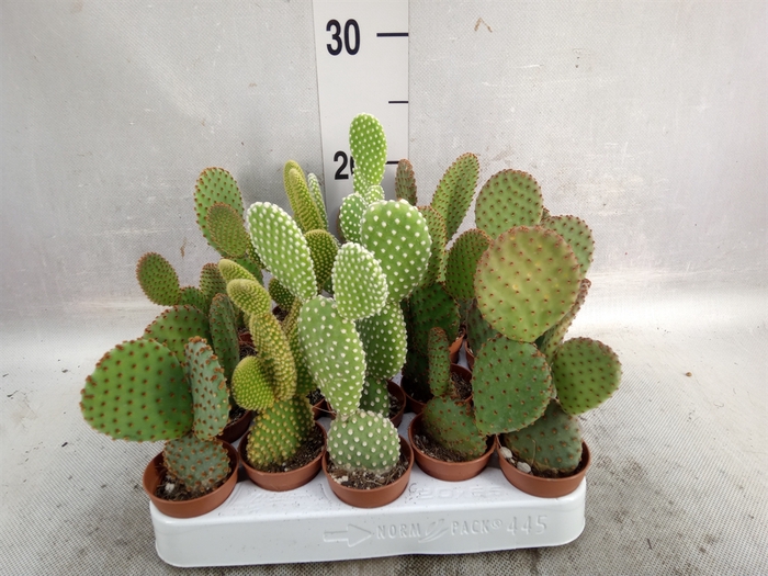 <h4>Opuntia microdasys</h4>