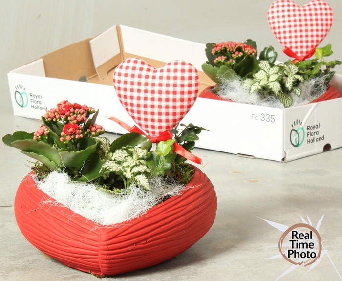 <h4>ARR KAMERPLANTEN H%</h4>