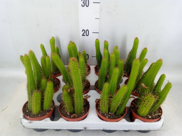 <h4>Cactus   ...</h4>