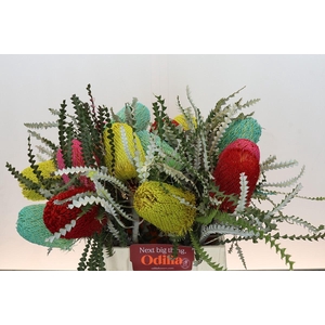 Banksia Spec. Mixed Colours