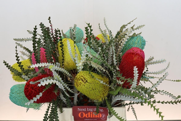 <h4>Banksia Spec. Mixed Colours</h4>