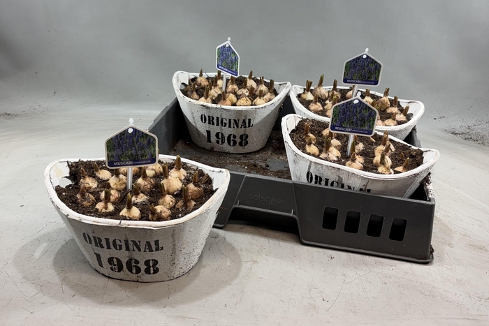 arr8 Arr Muscari In Houten Hengsel Bakje