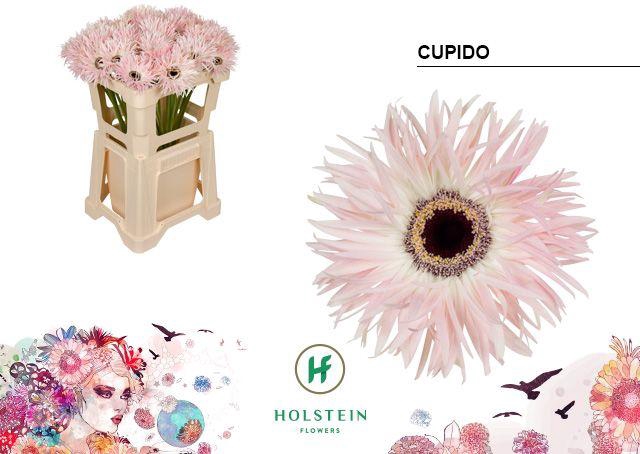 <h4>GE GS B GERSP CUPIDO</h4>