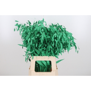 Chasmantium Kl Bh Groen