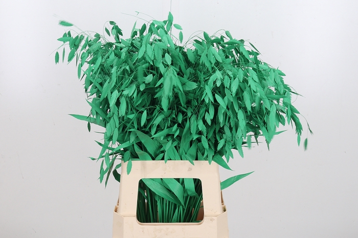 <h4>Chasmantium Kl Bh Groen</h4>