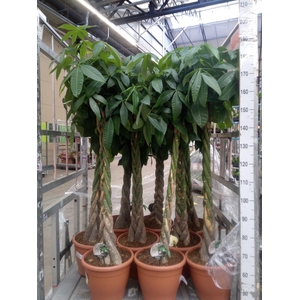 Pachira aquatica