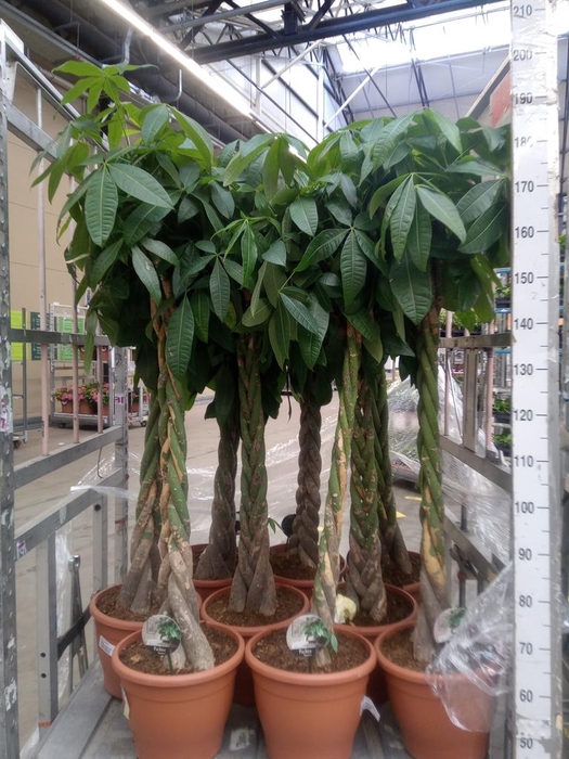 <h4>Pachira aquatica</h4>