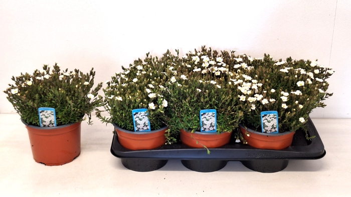 <h4>AREN MONTANA</h4>