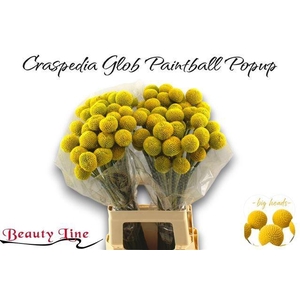 CRAS PAINTBALL POPUP