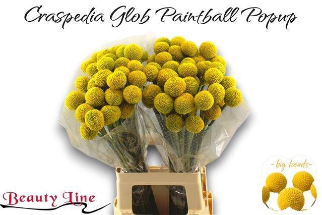 <h4>CRAS PAINTBALL POPUP</h4>
