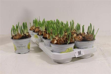 <h4>Narc O Tete A Tete</h4>