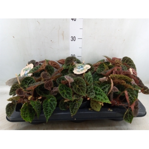 Begonia BD ferox