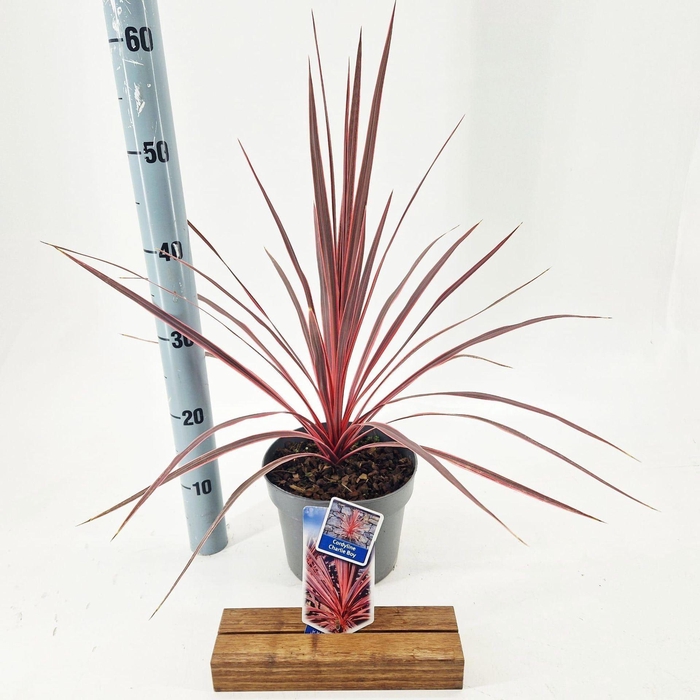 <h4>Cordyline</h4>