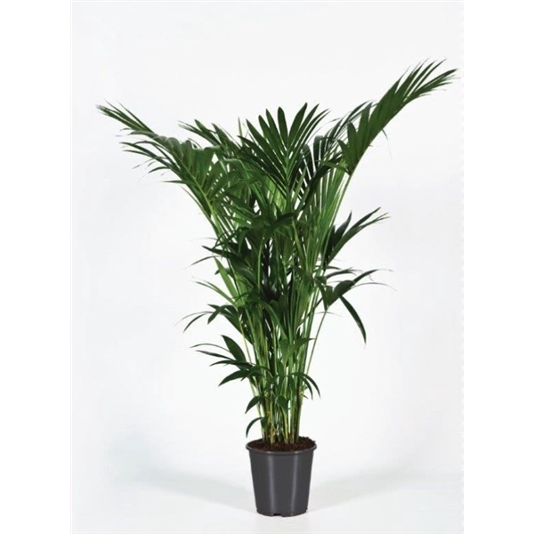 <h4>Howea forsteriana 170cm (Kentia)</h4>