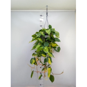 Philodendron scand. 'Brasil'