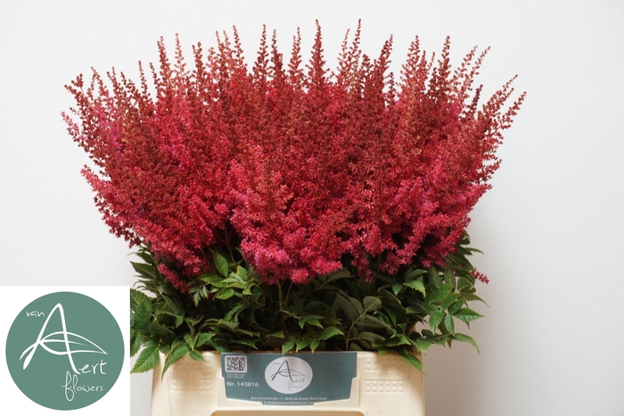 <h4>ASTIL AR PAUL GAARDE</h4>