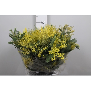 Acacia Mirandol Per Bunch 400 Gram