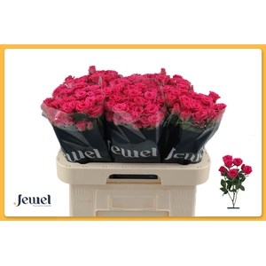 R TR PINK YO-YO Water